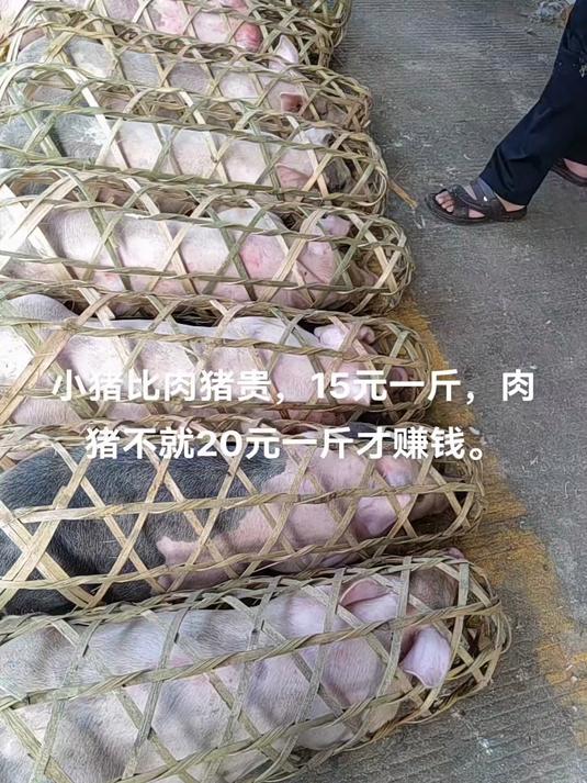 猪肉太贵了,小猪更贵