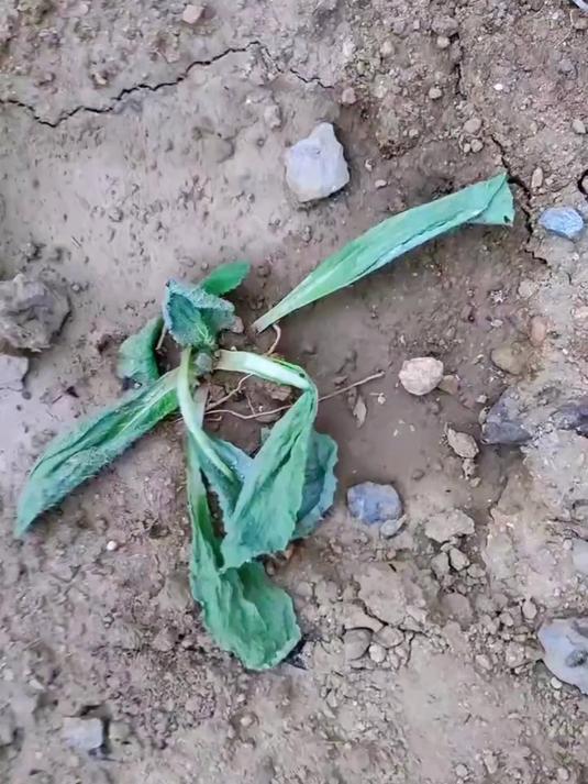 大白菜移栽后!迟迟没缓苗?找准原因好补救