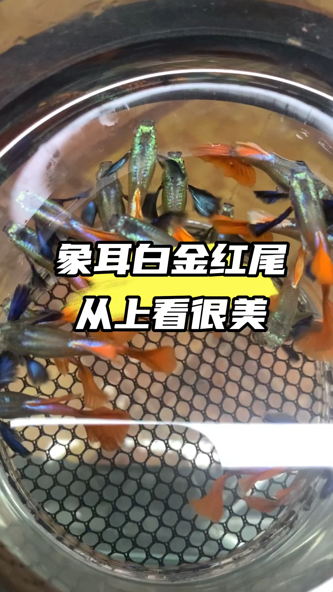 象耳白金红尾上方观看,大耳朵很靓 #养鱼日记 #观赏鱼 #养鱼人 #孔雀鱼 #水族