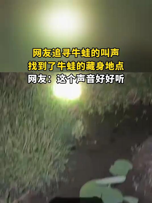 网友追寻牛蛙的叫声,找到了牛蛙的藏身地点,网友:这个声音好好听