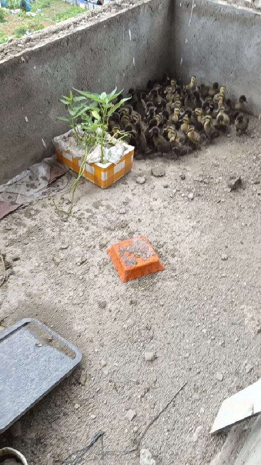 买了30头黑番鸭,收到60只,有点慌了,成本又高了