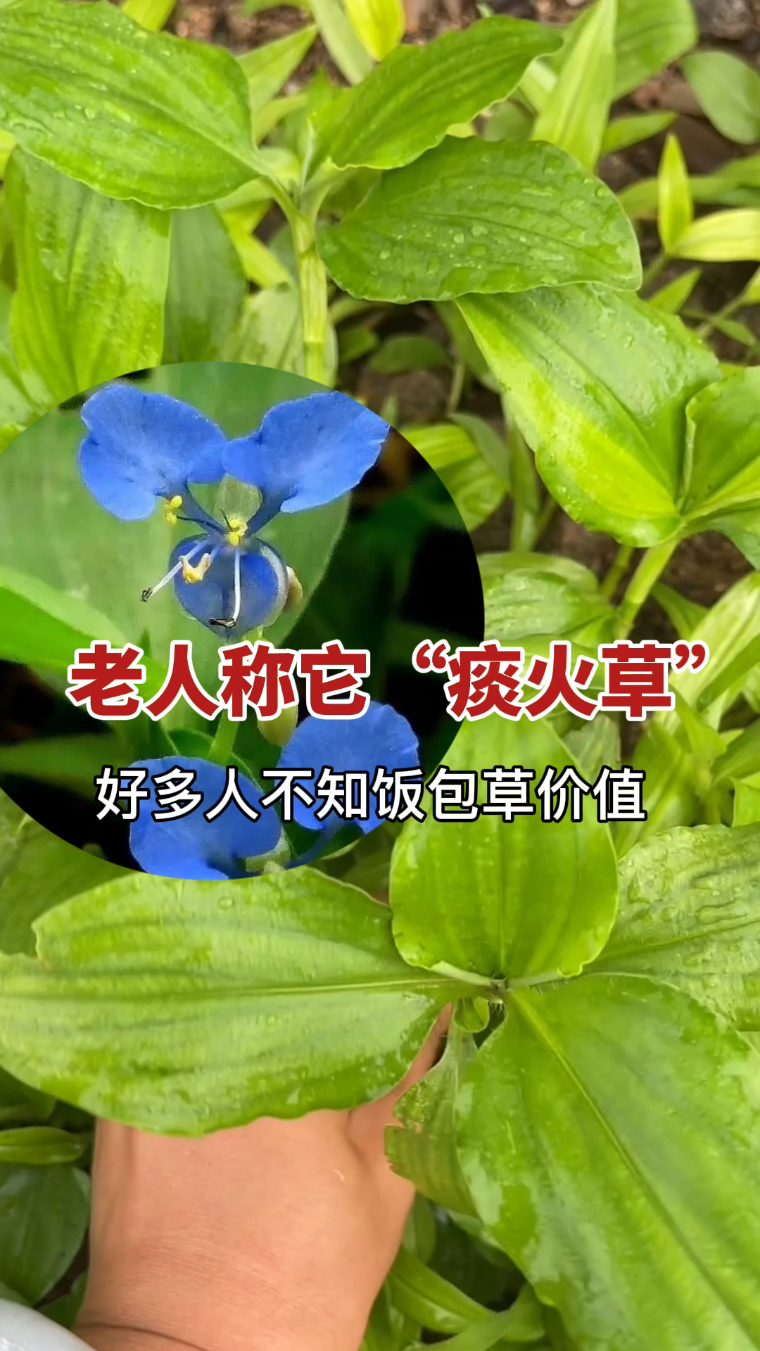 农民痛恨的植物:饭包草!懂它的老人叫它“痰火草”,常用来煮水,好多人不知它价值