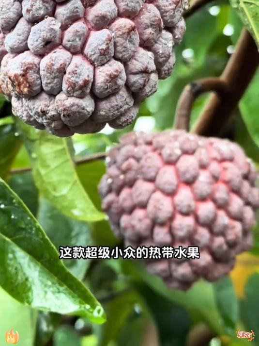 是很浓郁的玫瑰味的甜香好好吃啊!玫瑰释迦果