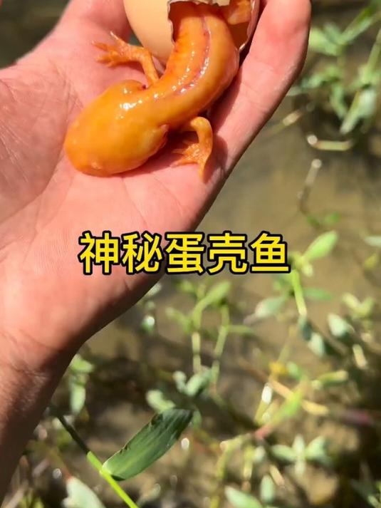 大家见过长在蛋壳里的鱼吗