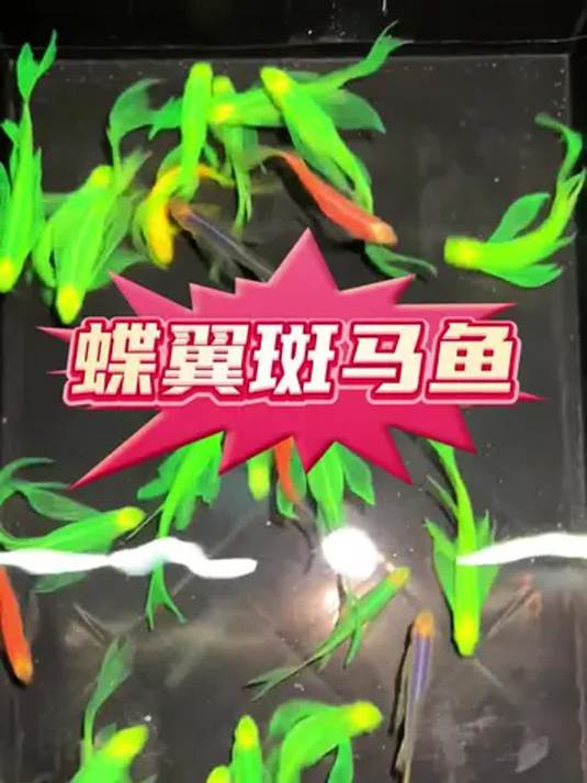 养蝶翼斑马鱼啥体验?翡翠绿超美,比锦鲤还艳!