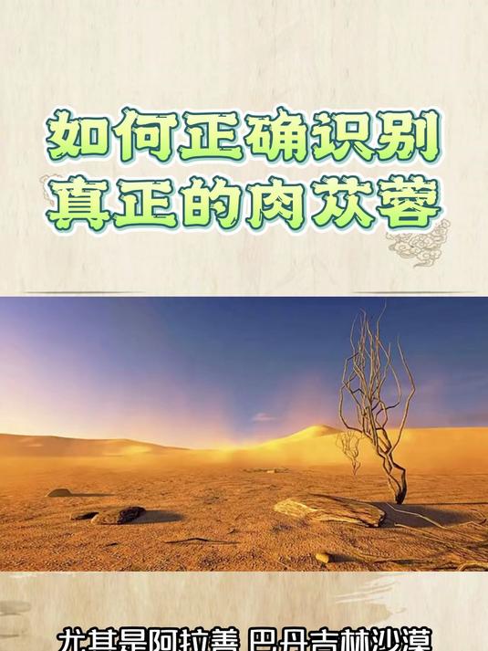 如何正确识别真正的肉苁蓉