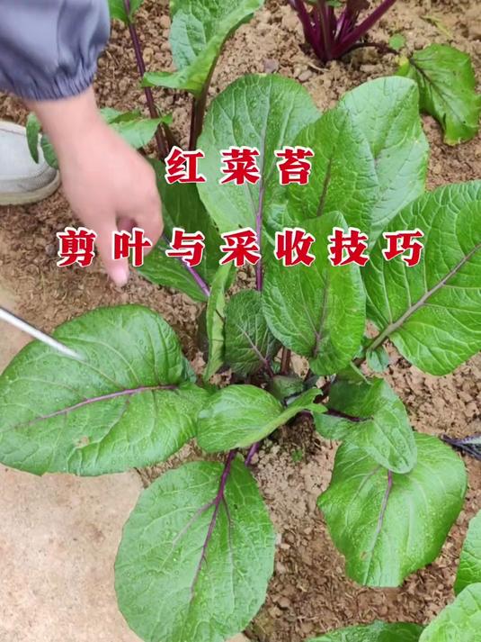 红菜苔剪叶与采收技巧