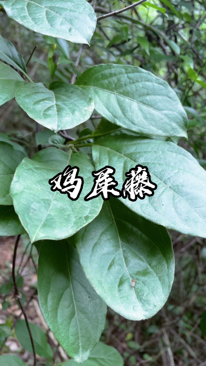 这种植物你认识它吗?它的用药价值特别高
