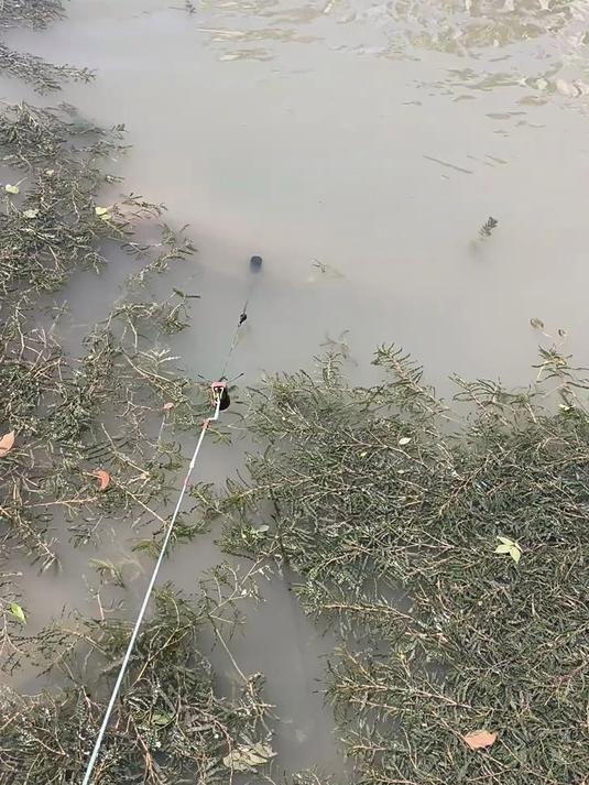 钓了条地球鱼,怎么也拉不上,看来我要先去锻炼一下了