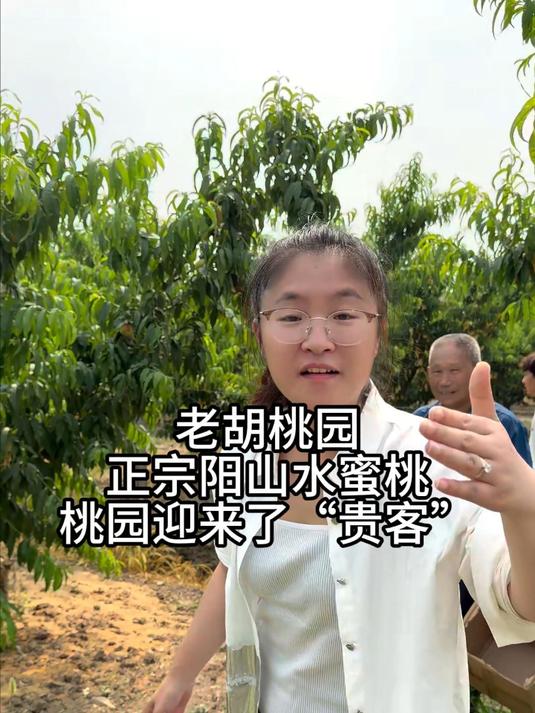 桃园迎来了贵客 #阳山水蜜桃# #桃子熟了# #新农人# #我的乡村生活#