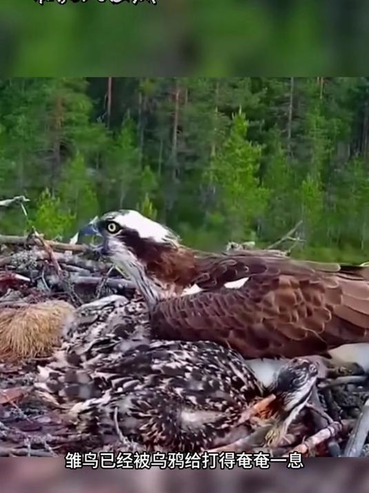 乌鸦趁鱼鹰不在家便来攻击鱼鹰雏鸟,倒霉的雏鸟还没啥反击的能力