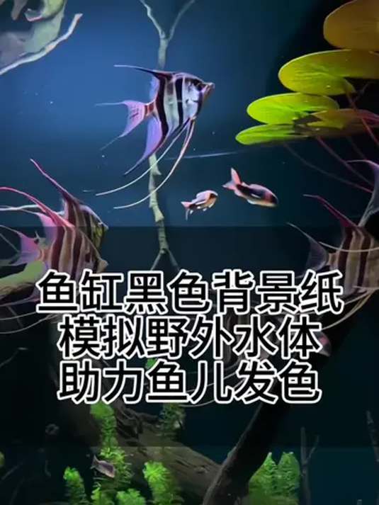 鱼缸贴黑背景纸好处多!鱼儿安全发色好长得壮