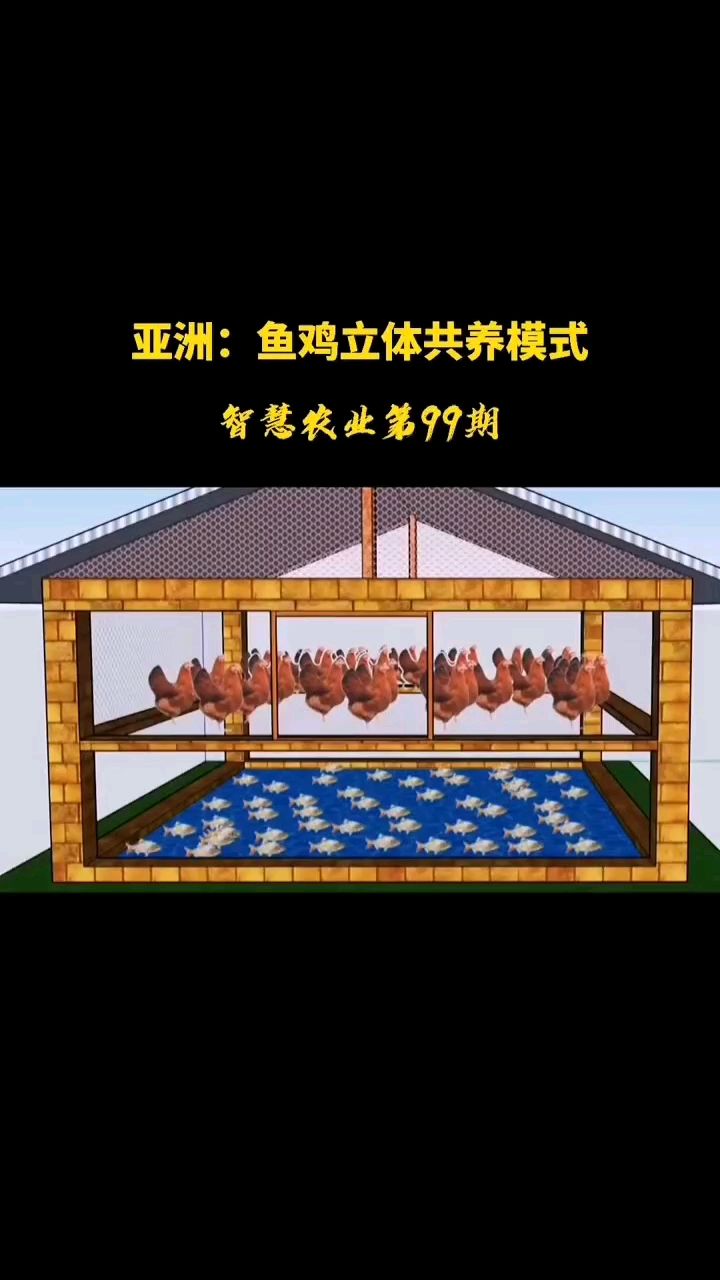 鱼鸡立体供养