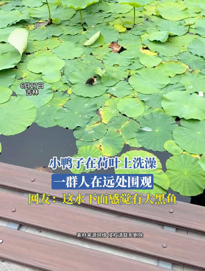 小鸭子在荷叶上洗澡，一群人在远处围观