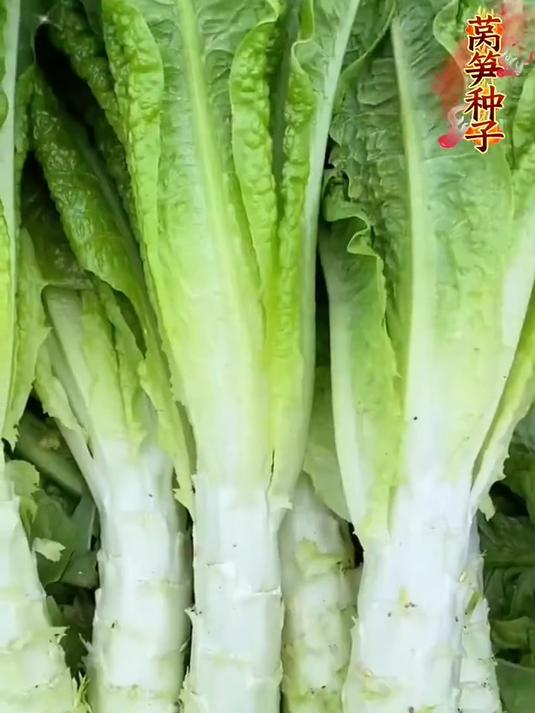 四季莴笋,好吃又好种,茎叶都是宝,一次能吃大半年