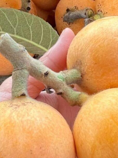 夏日必喝糖水枇杷清喉润肺!做法简单