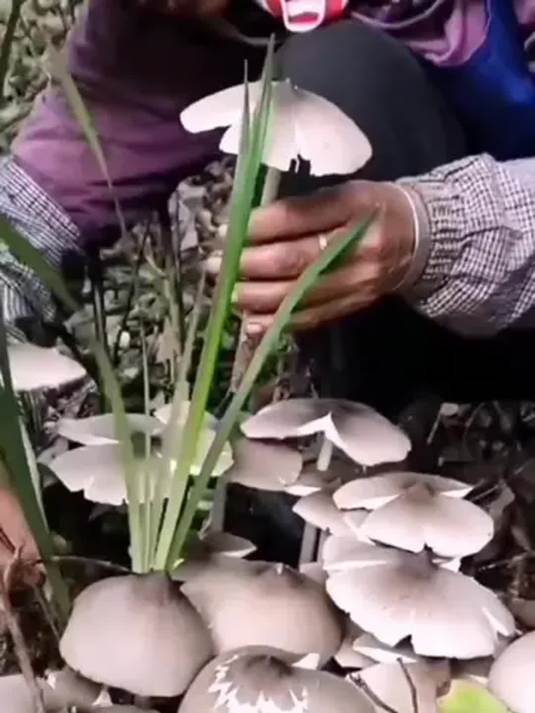 鸡枞菌居然能人工种植了?家里户外都适合,新手种植图解来了!