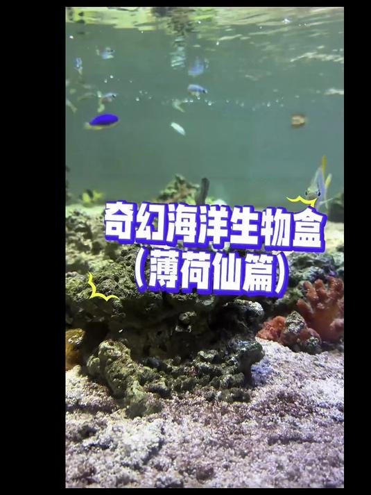 开到什么养什么！这回居然是薄荷仙！