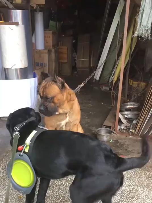 大家开动脑筋 猜猜这个黄色的狗是什么品种
