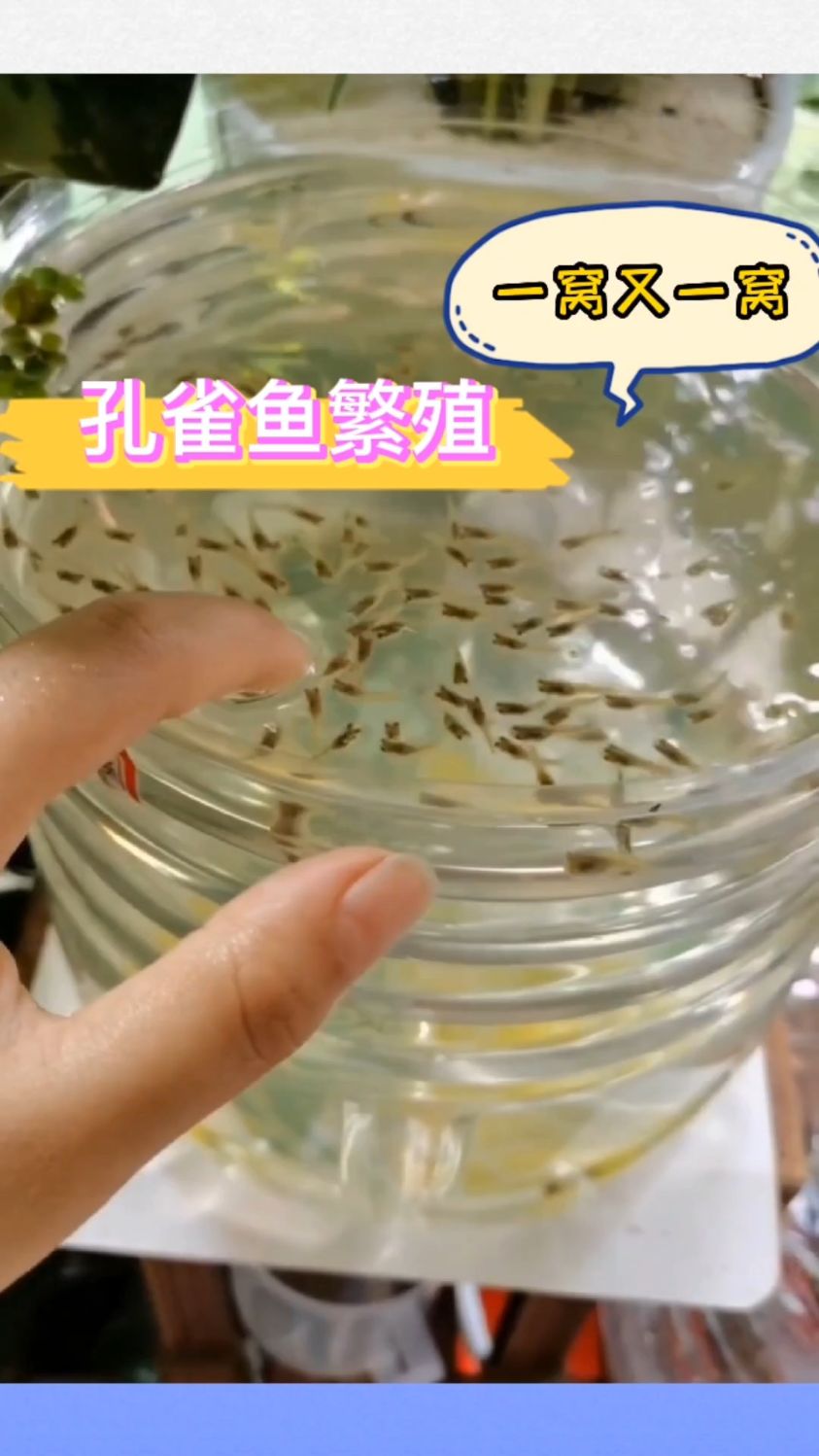 孔雀鱼繁殖,一窝又一窝,几条鱼变几百鱼