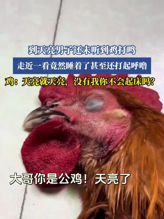 到天亮男子还未听到鸡打鸣，走近一看竟然睡着了