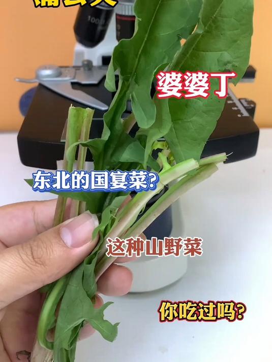你吃过野菜婆婆丁吗?