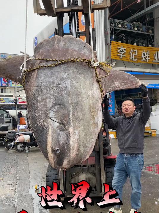 四百斤巨型翻车鱼,尝尝刺身味道如何,鱼肠鱼肝才是真正的宝贝!