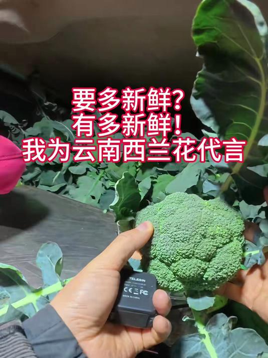 西兰花第一视角带你蔬菜采购!