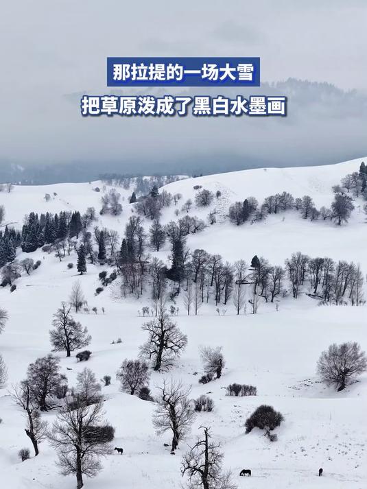 那拉提的一场大雪,把草原泼成了黑白水墨画