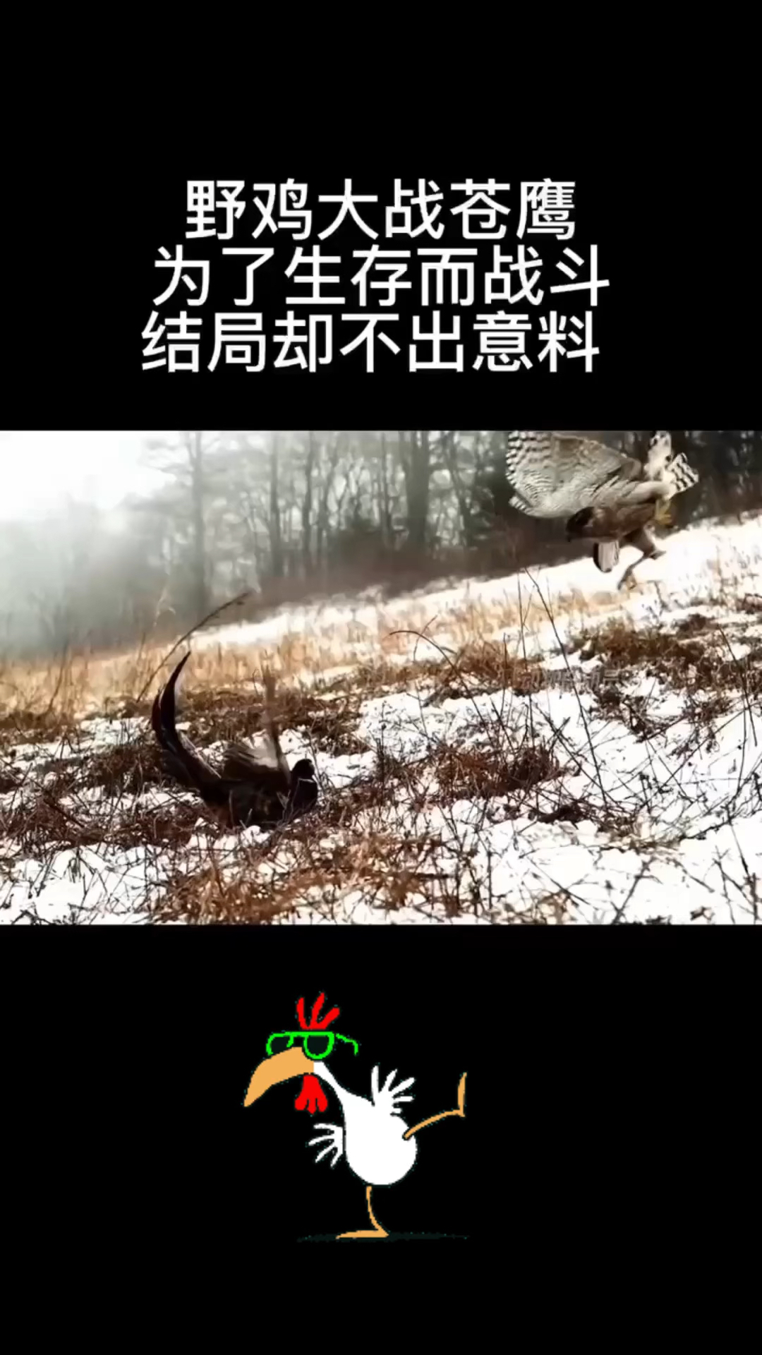 野鸡与苍鹰的世纪大战,双方杀红了眼。