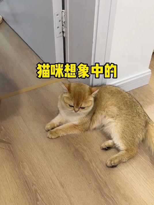 猫咪视角中的我竟然都是这样的