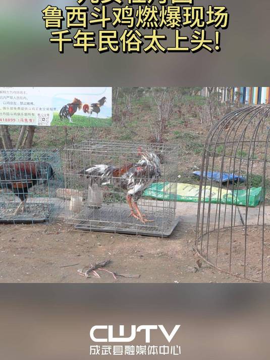 成武九女牡丹园，鲁西斗鸡硬核开战！