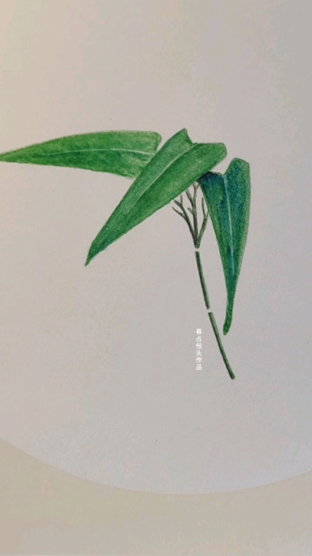 彩色铅笔画竹叶