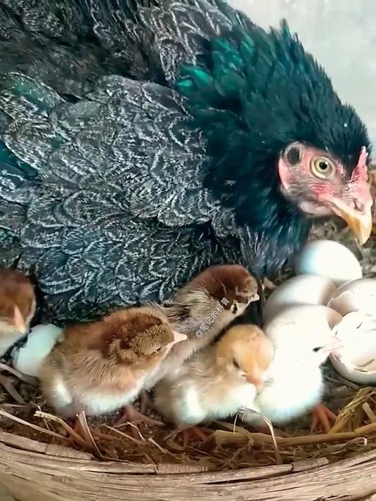 查看一下母鸡孵蛋的情况