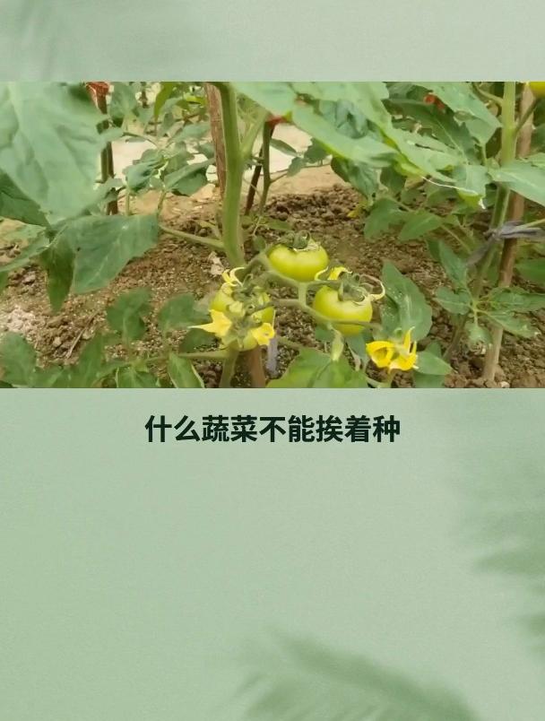 什么蔬菜不能挨着种?别再瞎种了!蔬菜种植搭配大全来了!