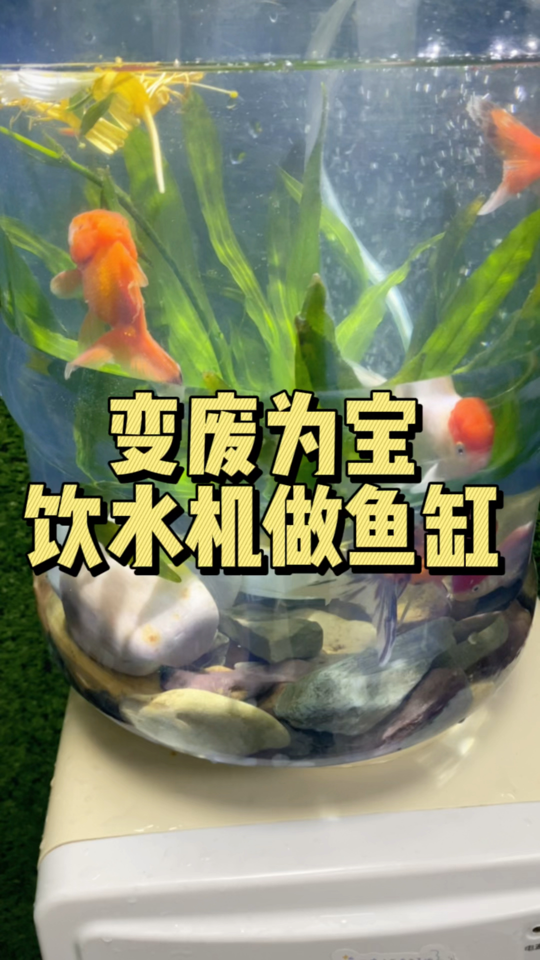 家里坏了的饮水机不要扔,变废为宝,用它做成鱼缸很漂亮呢!#水族#观赏鱼 #养鱼日记