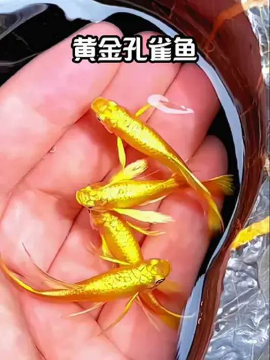 黄金孔雀鱼:鱼缸中的靓宠,好看易养超迷人
