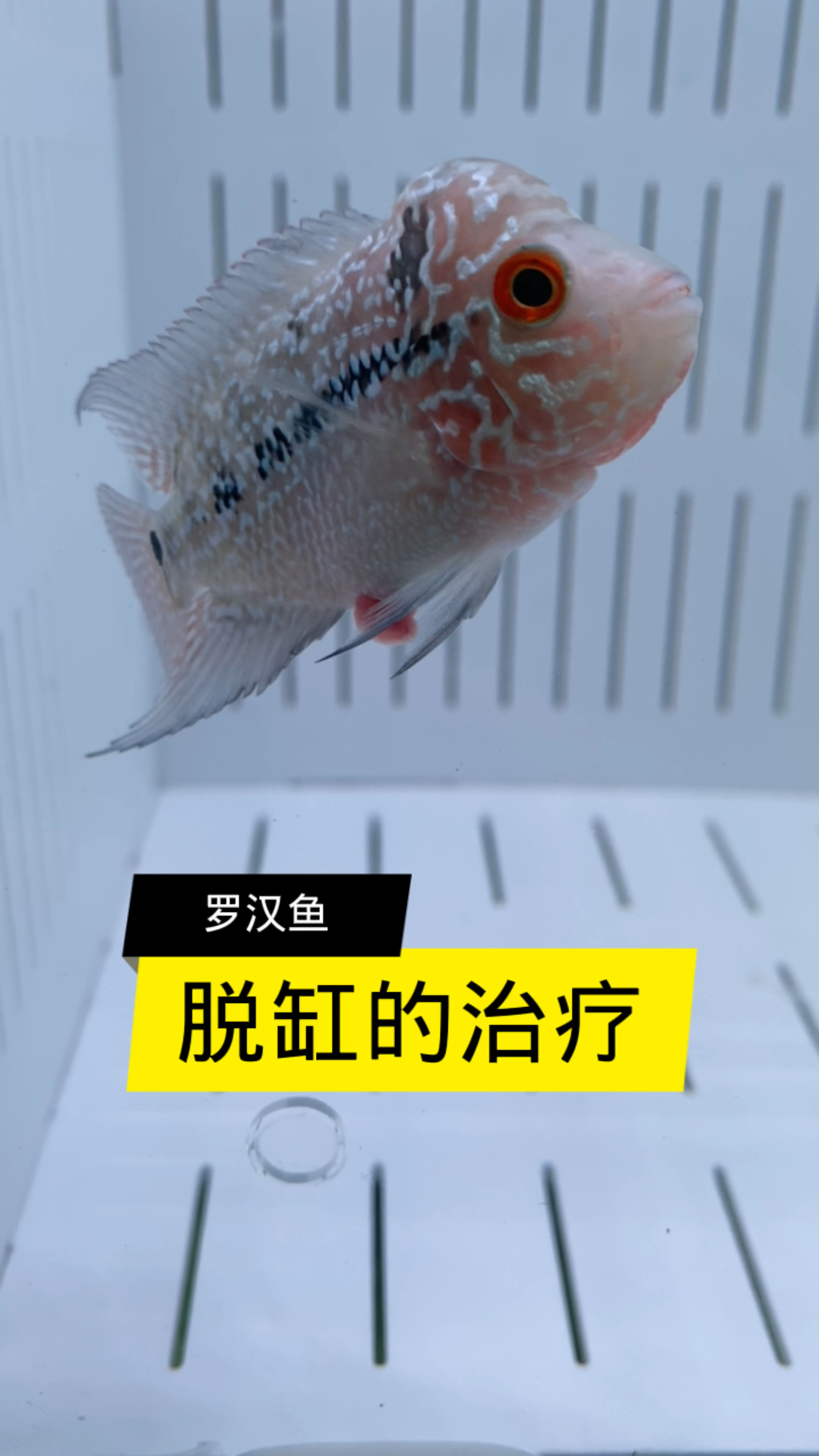 罗汉鱼脱缸及其治疗