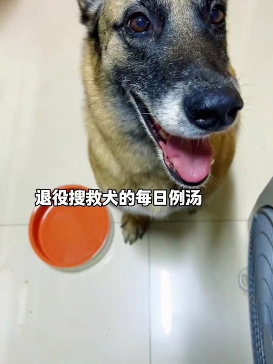 退役搜救犬的每日例汤