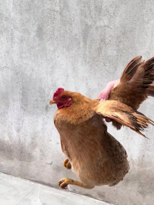 鸡头这么稳定！