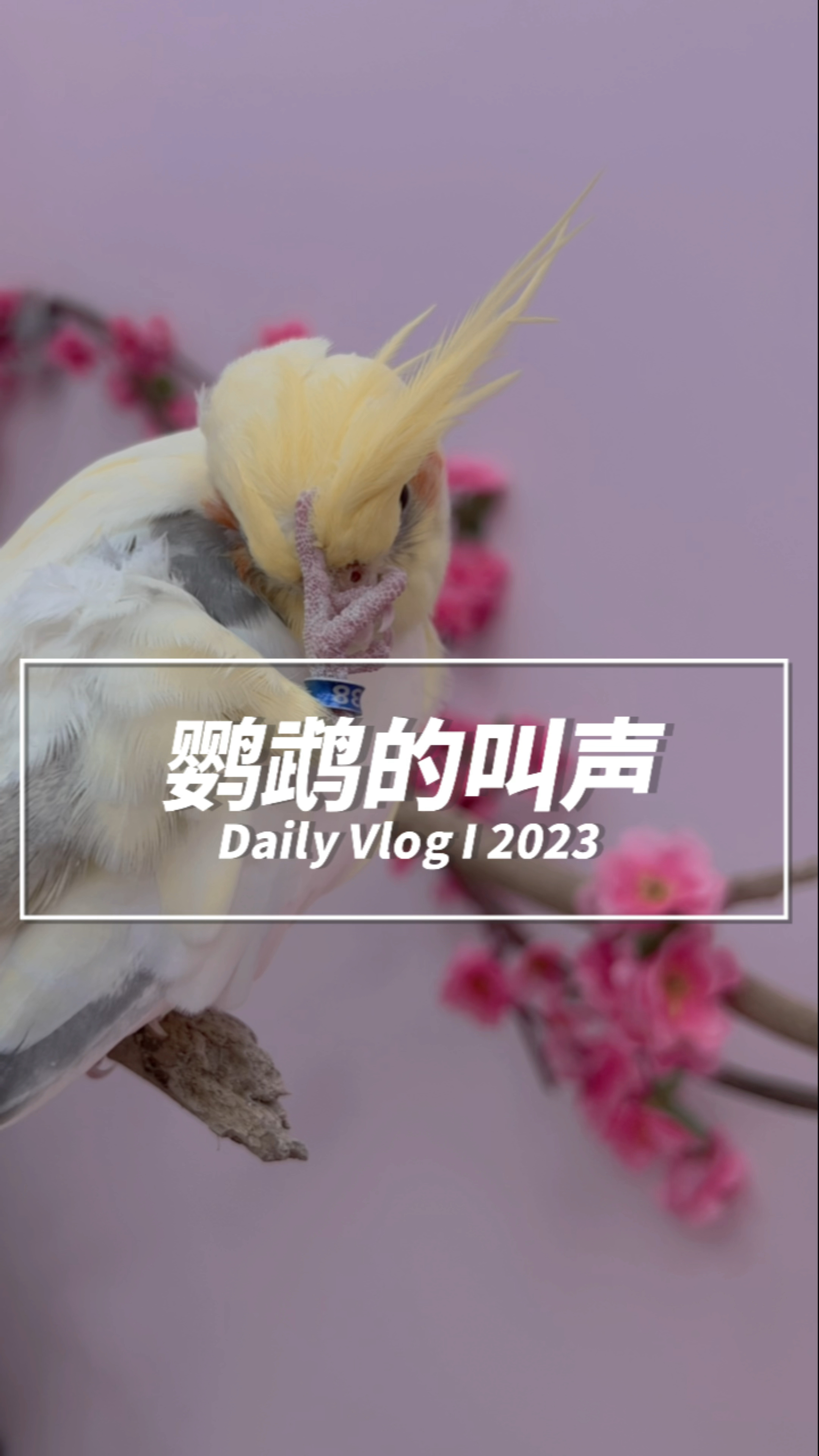 鹦鹉的叫声你知道是什么样的吗?