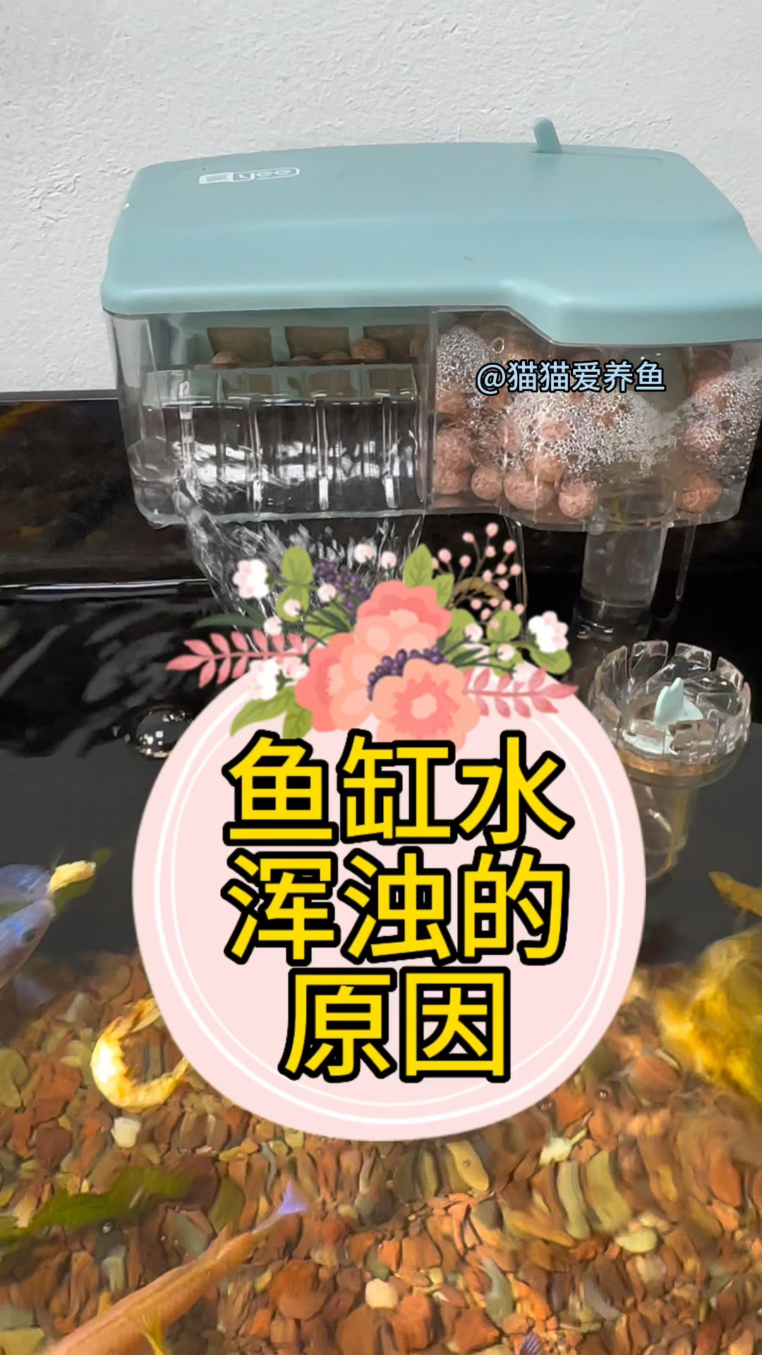 鱼儿养着养着,鱼缸水就变浑浊了,原因有几点,您都遇到过吗?