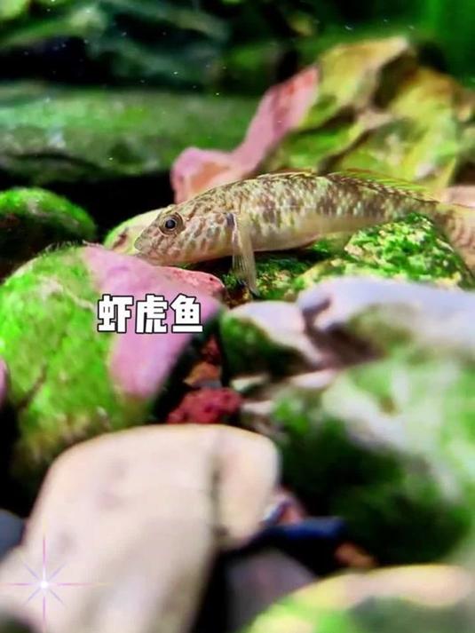 冬天不怕冷的虾虎鱼 好看好养 清洁力超棒