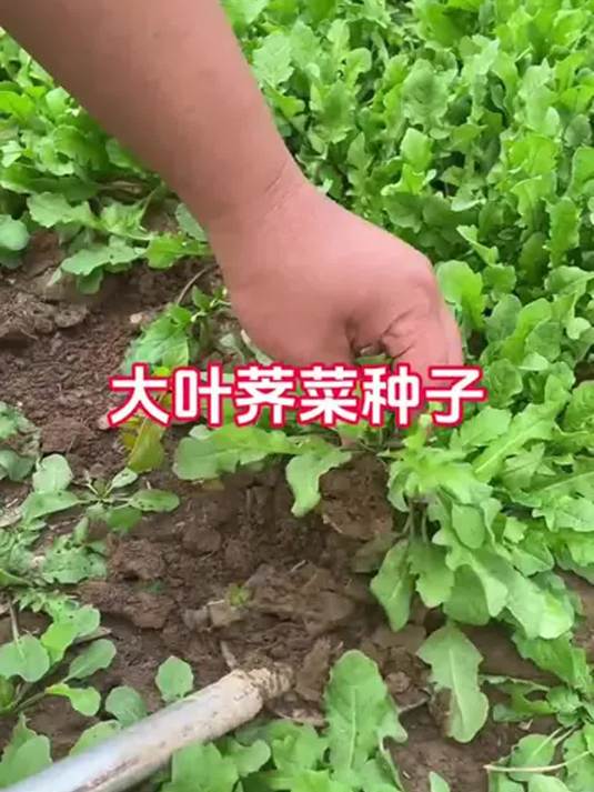 大叶荠菜种子,小院花盆撒籽就长,春天放心吃!