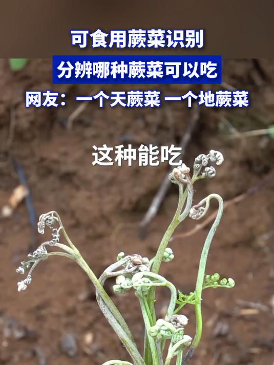 可食用蕨菜识别,分辨哪种蕨菜可以吃