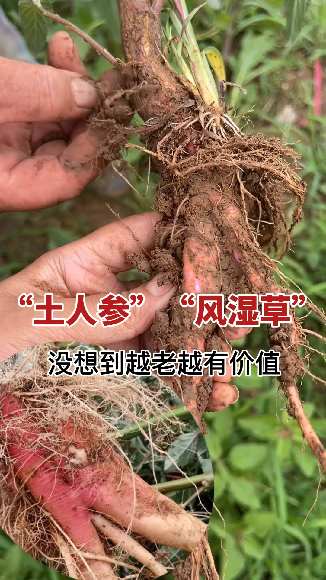 农村不起眼的植物刺苋菜:根部有“土人参”的称号!懂的人常用它煲汤喝,越老越珍贵