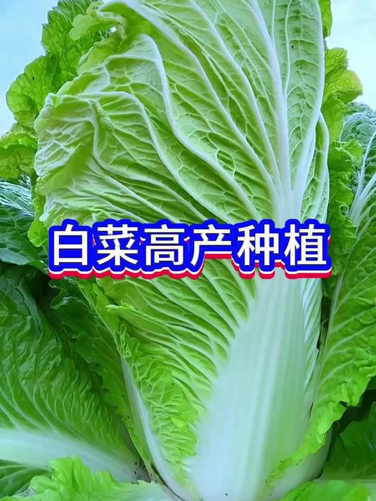 种白菜高产配方