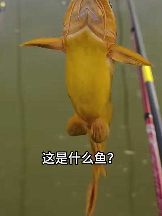 分享科普7种有毒的淡水鱼，你认识几种？