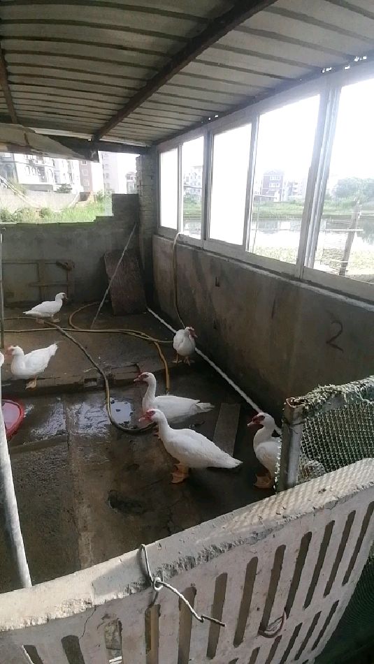 番鸭又称瘤头鸭