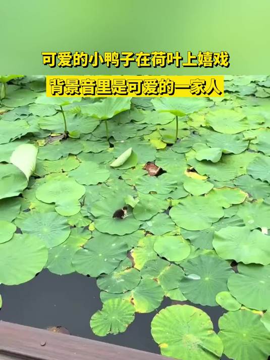 可爱的小鸭子在荷叶上嬉戏,背景音里是可爱的一家人